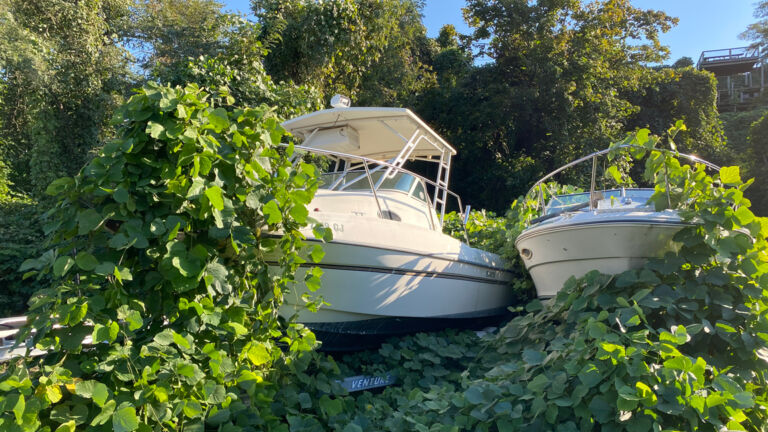 NJ naturalists fight ‘vine that ate the South’