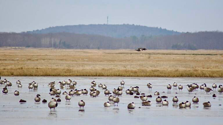 Novel method will help restore Delaware and New Jersey salt marshes
