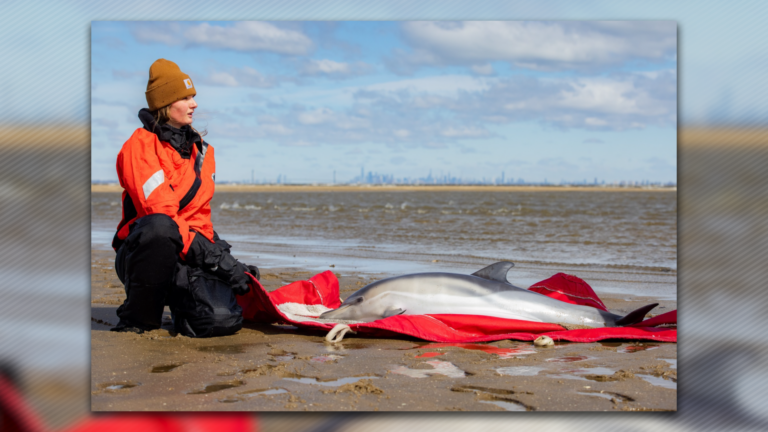 Congressional Democrats demand ‘real solutions’ to marine mammal deaths