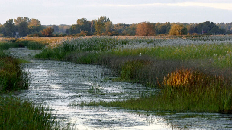 Supreme Court cuts EPA power to protect wetlands. What’s next?