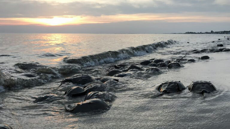‘Sometimes they need a little help’: Flip a horseshoe crab if it’s on its back, conservationists say