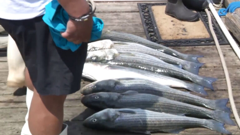 Emergency rules approved for striped bass fishing