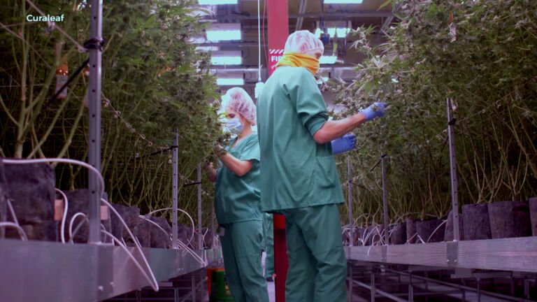 NJ cannabis workers push to unionize