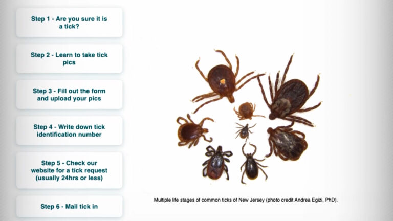 Lyme disease, and the ticks that carry it, are becoming more common in NJ
