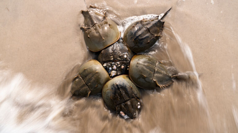 Horseshoe crabs may win big with planned change to pharmaceutical testing