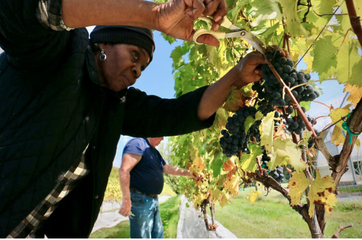 Camden County’s vineyard will have a record harvest this year