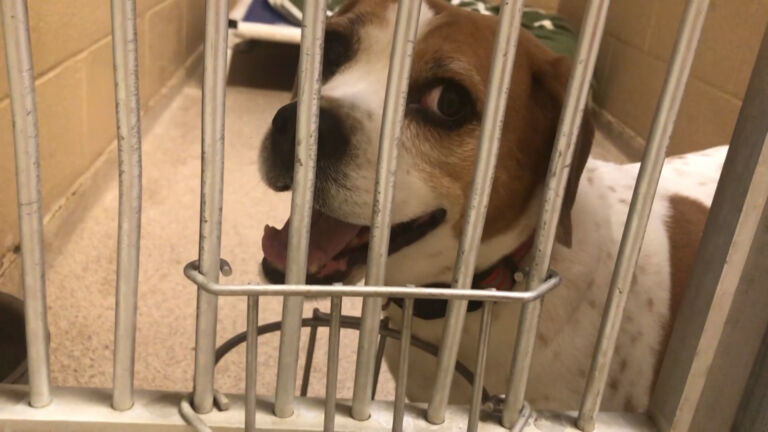 Should NJ ban pet-shop puppy sales?