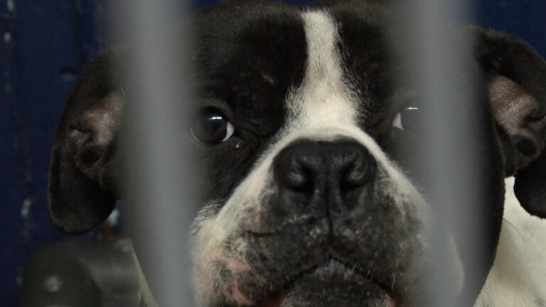 Animal shelters at capacity as more people give up pets