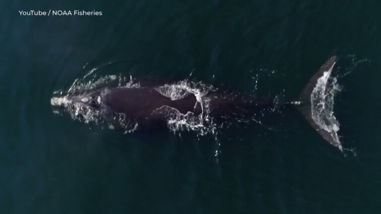 Feds’ plan aims to help whales and offshore wind farms coexist