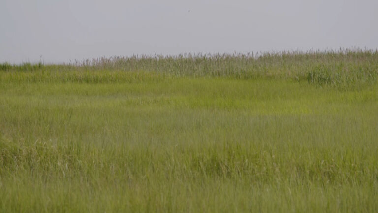 As saltwater encroaches on farms, solutions emerge from the marshes