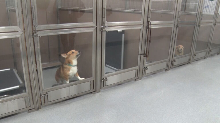 Unwanted ‘gift’ pets put Bergen County Animal Shelter at capacity