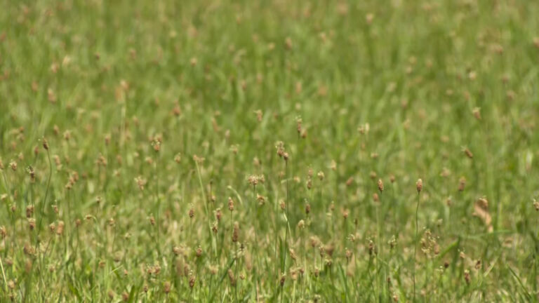 Sherrill highlights importance of native plants in NJ