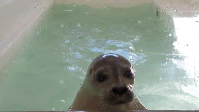 As seals return to NJ beaches, experts say give them space