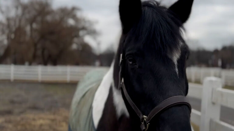 Equine-assisted therapy, a first for Bergen County