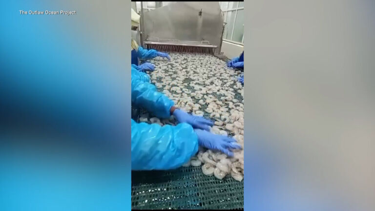 Report: Whistleblower sounds alarm on shrimp industry
