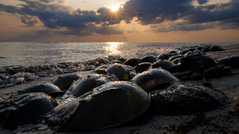 Big Pharma visit to Bayshore may help protect horseshoe crabs