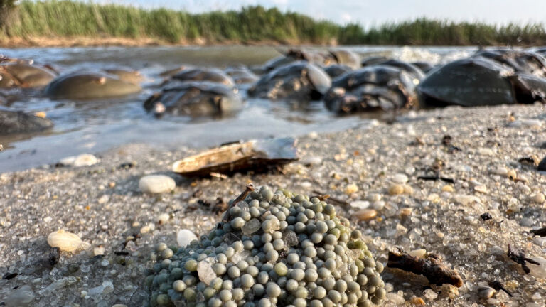Pharmaceutical companies back away from using horseshoe crabs, group says
