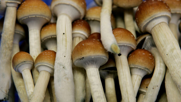 NJ looks to create hallucinogenic mushroom research program