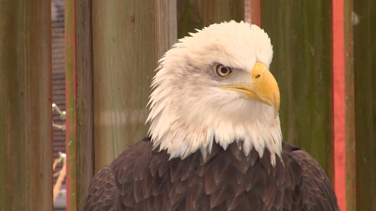 DEP recommends bald eagles no longer be on endangered list