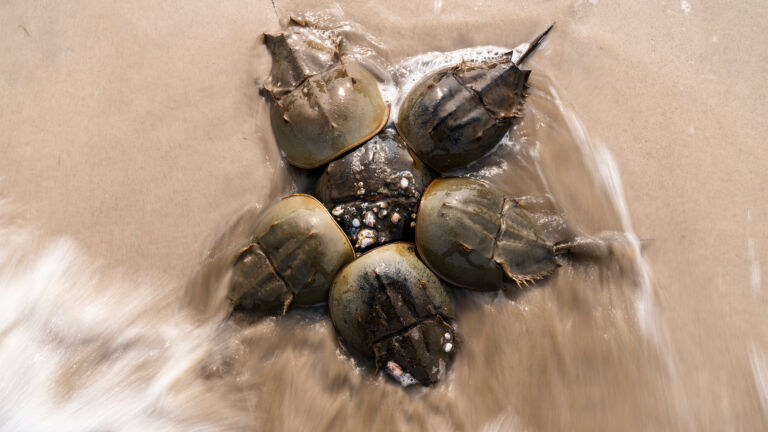 Horseshoe crabs get help by way of new drug standards