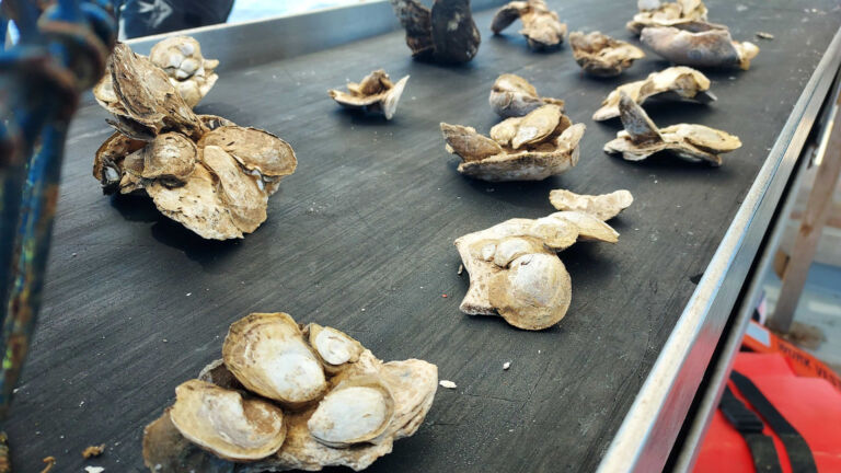 Shell recycling program aims to bolster NJ’s oyster beds