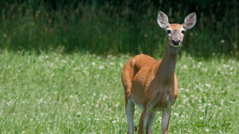 Deer population in NJ is dropping, but complaints about deer destruction are rising