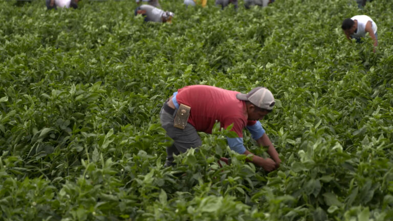 NJ farmworkers sue for minimum wage, overtime rights