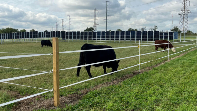 Rutgers University: Cows and a new innovation in solar energy