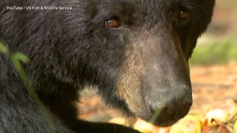 Black bear hunting season begins in NJ