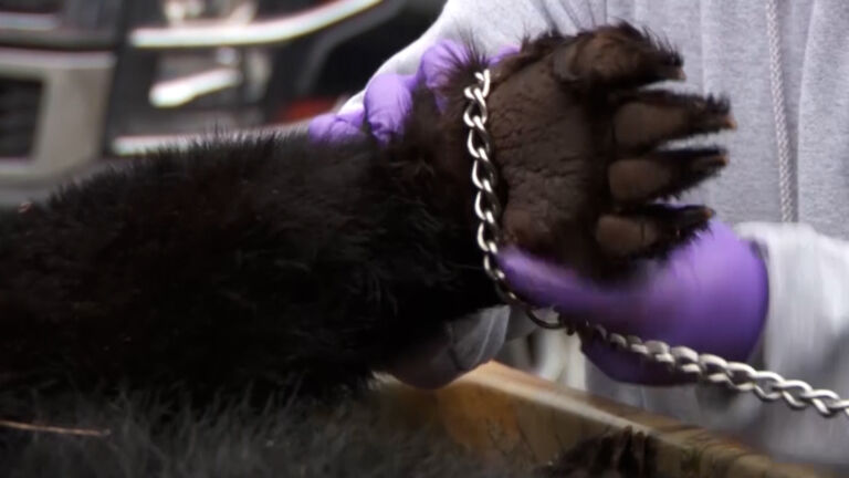 Hundreds of bears killed in first round of annual hunt