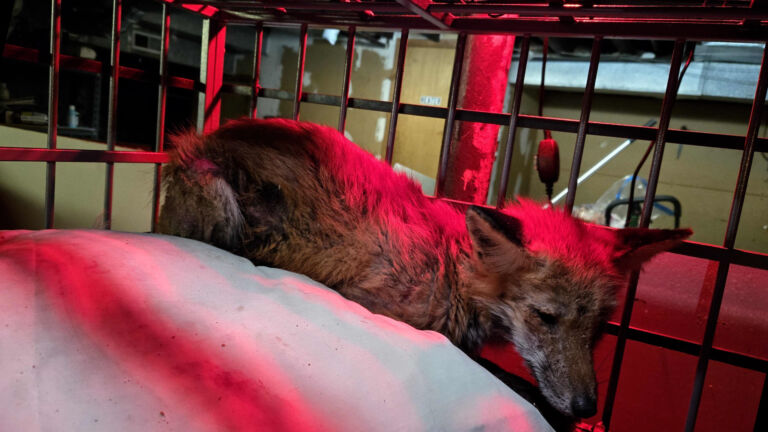 South Jersey volunteers rescue red foxes afflicted with mange