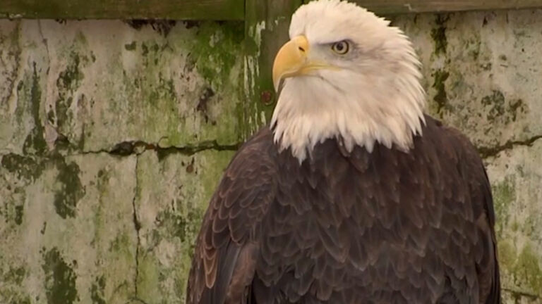 Bald eagles, ospreys removed from NJ endangered list
