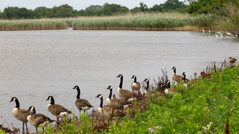 NJ health officials warn of bird flu, say risk to humans still low