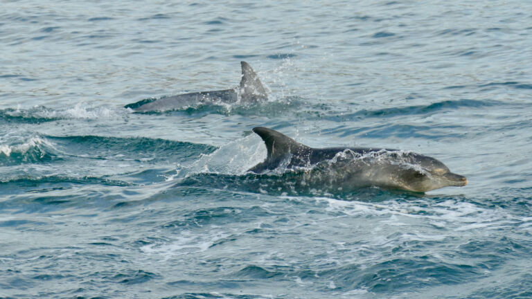 As oceans warm, predators are falling out of sync with their prey