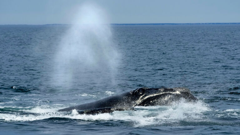 Biden administration gives up on lower ocean speed limits to protect right whales