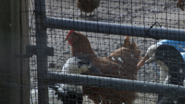 As avian flu spreads, stronger official response urged