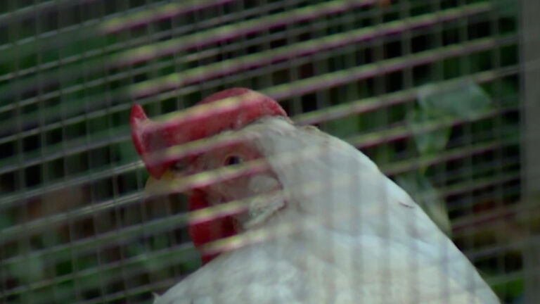 Highly contagious bird flu case being ‘monitored and contained’