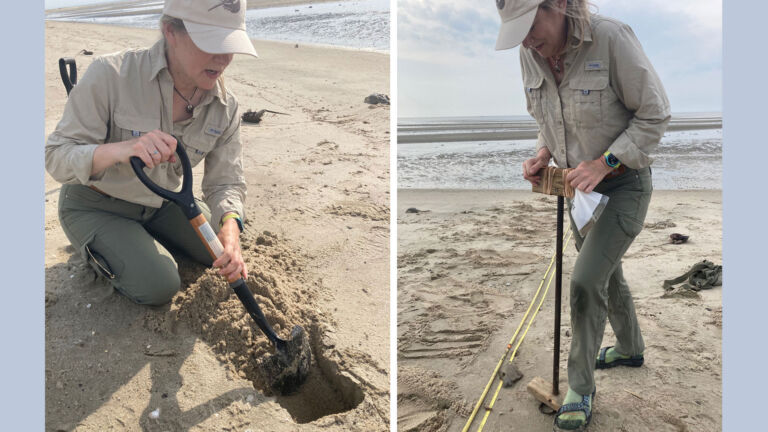 Egg-density count offers clues to Delaware Bay horseshoe crab numbers