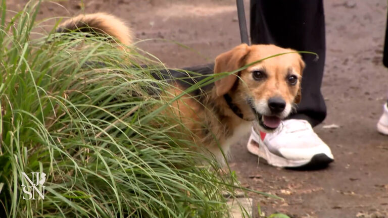 Animals saved from flooding, Plainfield shelter seeks help