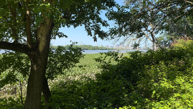 Once an industrial hub, Petty’s Island is on path to environmental renewal