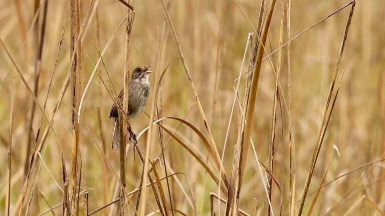 This seaside sparrow’s unique ‘dialect’ could serve as a climate change indicator