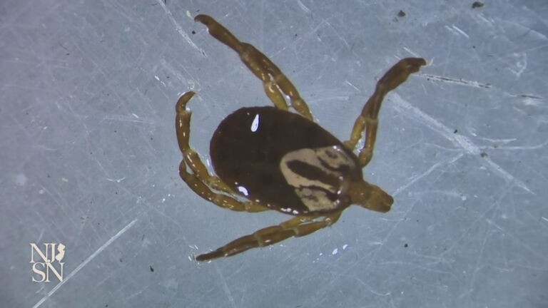 Check for ticks: NJ is seeing more tick-borne Lyme disease