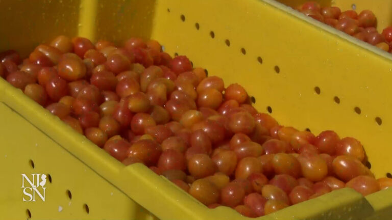 Meet New Jersey’s newest tomato: The Scarlet Sunrise