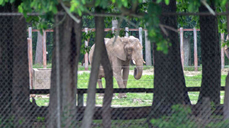 Six Flags is being pressured to close elephant exhibit