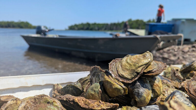 Sewage taints Canadian oysters. Then Americans eat them