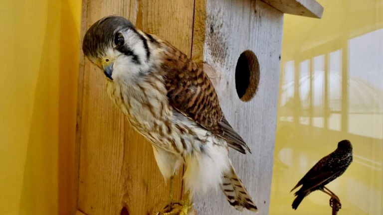 NJ flora and fauna highlighted in state museum’s ‘Ecosystems at Risk’ exhibition