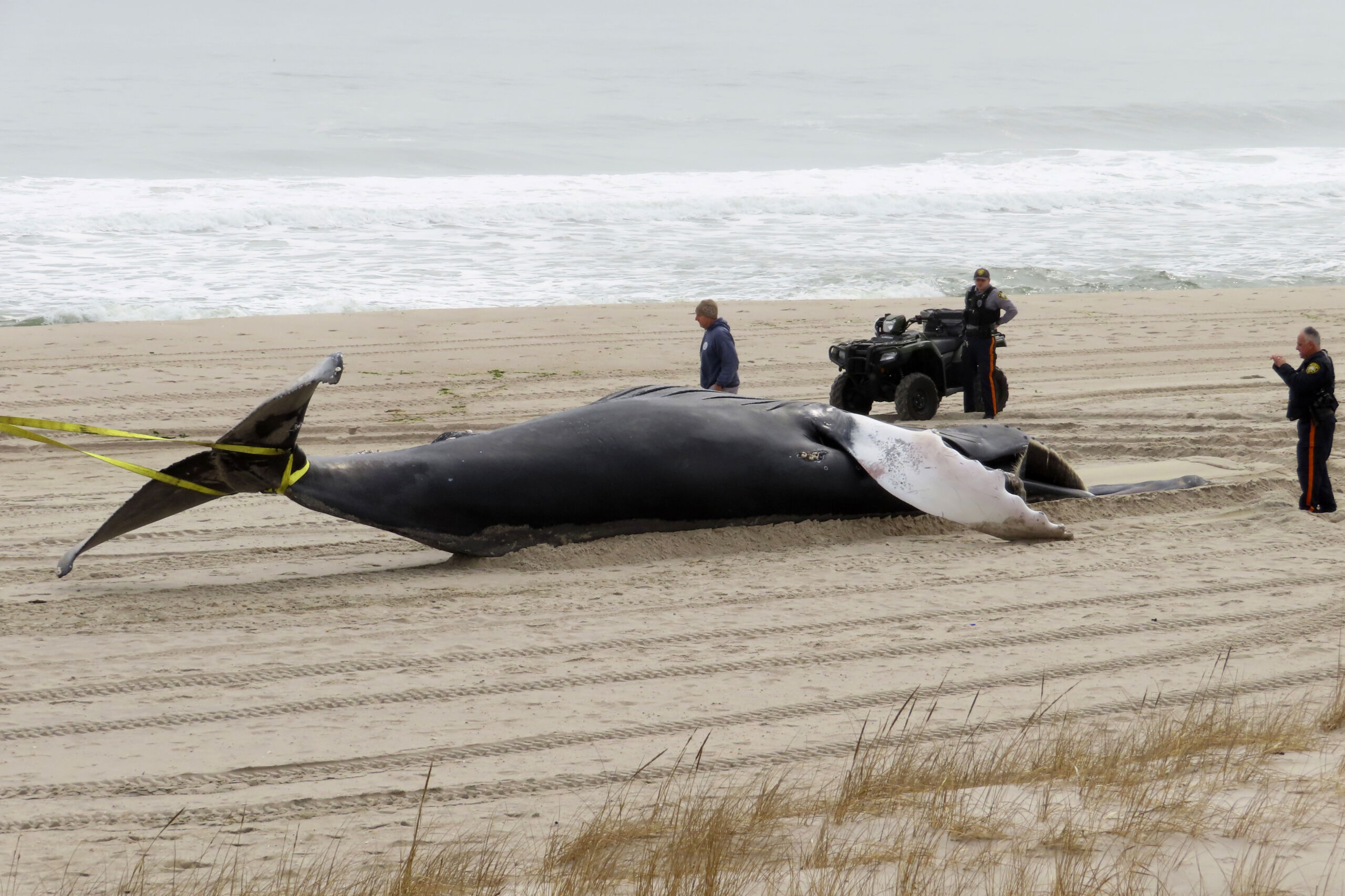 NOAA mulls weakening rule that protects whale species on brink of extinction