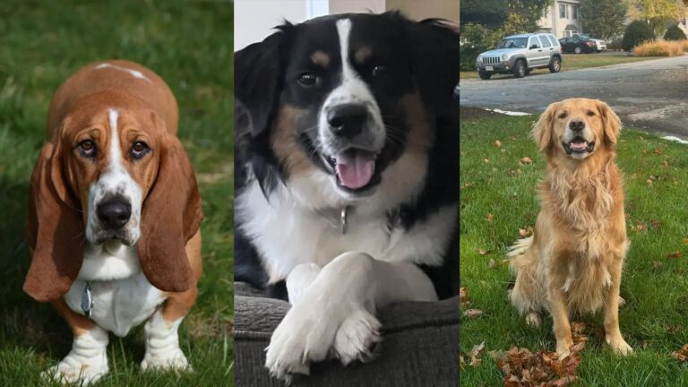 Sit! Stay! Scratch off! NJ’s lucky dogs land on lottery tickets