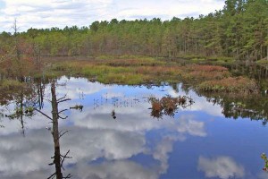 Credit: Pinelands Preservation Alliance