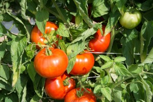 Rutgers researchers have narrowed their search for the new Rutgers tomato down to three varieties. Photo: Peter Nitzsche/NJAES